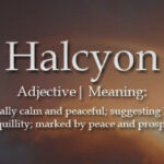 halcyon